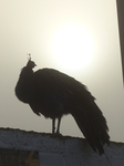 FZ022559 Peacock in morning mist.jpg